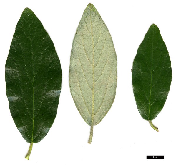 High resolution image: Family: Adoxaceae - Genus: Viburnum - Taxon: ×burkwoodii - SpeciesSub: 'Conoy' (V.×burkwoodii 'Park Farm Hybrid' × V.utile)